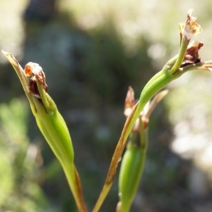 Diuris sp. at Mount Majura - suppressed