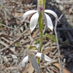 Caladenia moschata (Musky Caps) at Canberra Central, ACT - 22 Oct 2014 by galah681