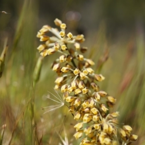 Lomandra multiflora at Majura, ACT - 19 Oct 2014 11:51 AM