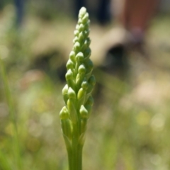 Microtis sp. (Onion Orchid) at Majura, ACT - 19 Oct 2014 by AaronClausen