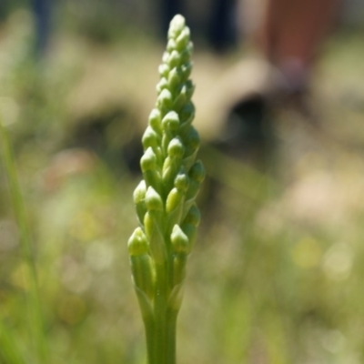 Microtis sp. (Onion Orchid) at Majura, ACT - 19 Oct 2014 by AaronClausen