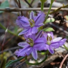 Thysanotus patersonii (Twining Fringe Lily) at Majura, ACT - 19 Oct 2014 by AaronClausen