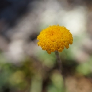 Leptorhynchos squamatus at Majura, ACT - 19 Oct 2014 11:56 AM