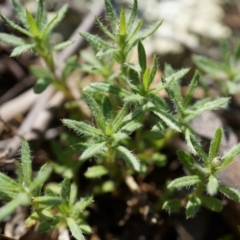 Leptorhynchos squamatus at Majura, ACT - 19 Oct 2014 11:56 AM