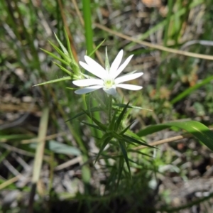 Stellaria pungens at Canberra Central, ACT - 22 Oct 2014 11:23 AM