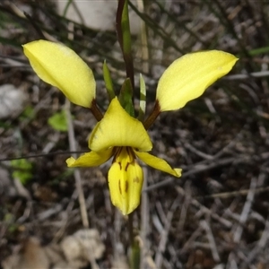 Diuris sulphurea at Point 5204 - suppressed