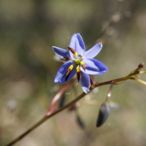 Dianella revoluta var. revoluta at Majura, ACT - 19 Oct 2014 11:59 AM