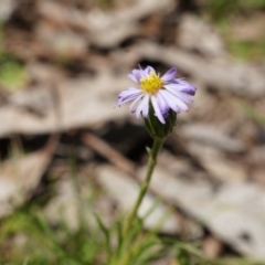 Vittadinia muelleri (Narrow-leafed New Holland Daisy) at Watson, ACT - 19 Oct 2014 by AaronClausen