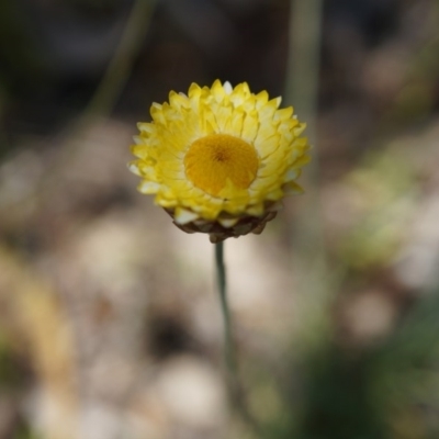Leucochrysum albicans subsp. albicans (Hoary Sunray) at Majura, ACT - 19 Oct 2014 by AaronClausen