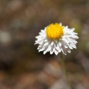 Leucochrysum albicans subsp. tricolor at Majura, ACT - 19 Oct 2014