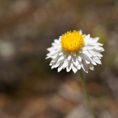 Leucochrysum albicans subsp. tricolor (Hoary Sunray) at Majura, ACT - 19 Oct 2014 by AaronClausen