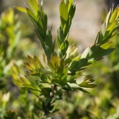 Styphelia triflora (Five-corners) at Majura, ACT - 19 Oct 2014 by AaronClausen