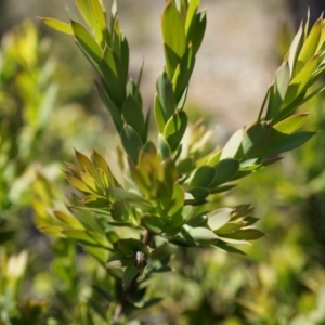 Styphelia triflora at Majura, ACT - 19 Oct 2014