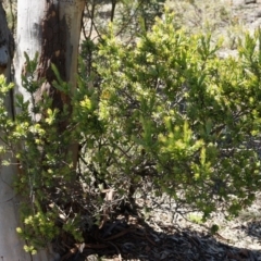 Styphelia triflora at Majura, ACT - 19 Oct 2014