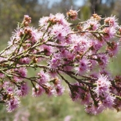 Kunzea parvifolia (Violet Kunzea) at Watson, ACT - 19 Oct 2014 by AaronClausen