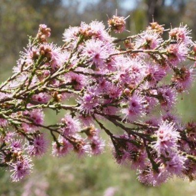 Kunzea parvifolia (Violet Kunzea) at Watson, ACT - 19 Oct 2014 by AaronClausen