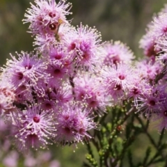 Kunzea parvifolia at Watson, ACT - 19 Oct 2014