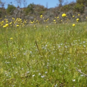 Craspedia variabilis at Majura, ACT - 19 Oct 2014