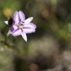 Thysanotus patersonii (Twining Fringe Lily) at Majura, ACT - 19 Oct 2014 by AaronClausen