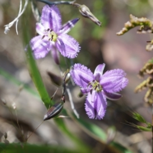 Thysanotus patersonii at Majura, ACT - 19 Oct 2014 12:05 PM