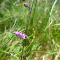 Arthropodium minus (Small Vanilla Lily) at Gungahlin, ACT - 22 Oct 2014 by jks