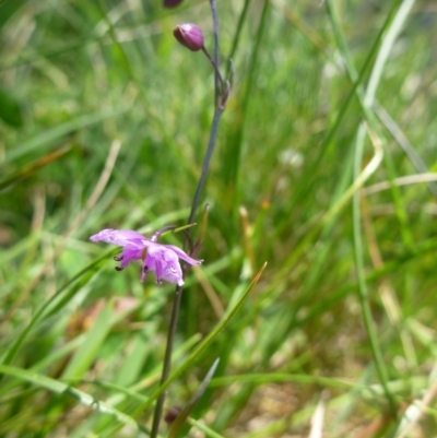 Arthropodium minus (Small Vanilla Lily) at Gungahlin, ACT - 22 Oct 2014 by jksmits