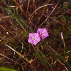 Convolvulus angustissimus subsp. angustissimus (Australian Bindweed) at Conder, ACT - 26 Nov 1999 by michaelb