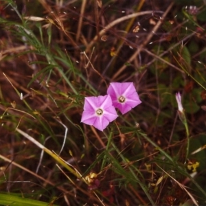 Convolvulus angustissimus subsp. angustissimus at Conder, ACT - 27 Nov 1999 12:00 AM