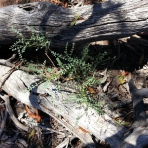 Indigofera adesmiifolia at Hackett, ACT - 6 Mar 2016