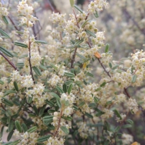 Pomaderris angustifolia at Bonython, ACT - 15 Oct 2014 06:20 PM