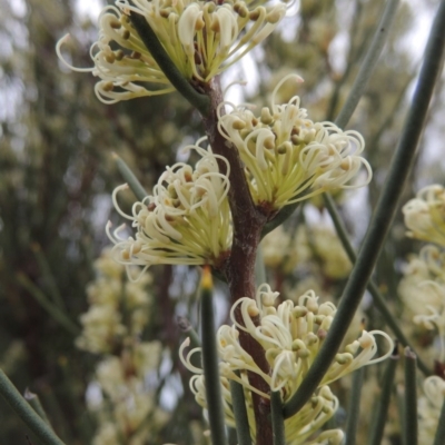 Hakea microcarpa (Small-fruit Hakea) at Bonython, ACT - 15 Oct 2014 by michaelb