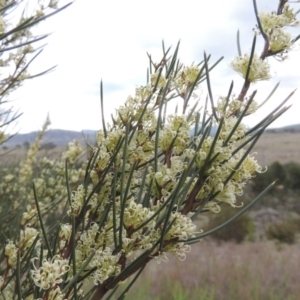 Hakea microcarpa at Bonython, ACT - 15 Oct 2014