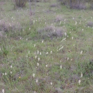 Stackhousia monogyna at Bonython, ACT - 15 Oct 2014