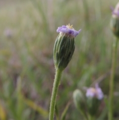 Vittadinia muelleri (Narrow-leafed New Holland Daisy) at Pine Island to Point Hut - 15 Oct 2014 by michaelb