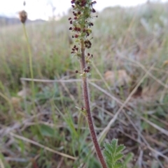 Acaena x ovina (Sheep's Burr) at Pine Island to Point Hut - 15 Oct 2014 by michaelb