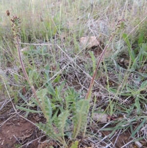 Acaena x ovina at Bonython, ACT - 15 Oct 2014