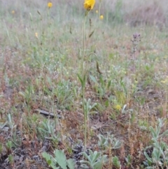 Goodenia pinnatifida (Scrambled Eggs) at Pine Island to Point Hut - 15 Oct 2014 by michaelb