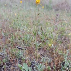 Goodenia pinnatifida at Bonython, ACT - 15 Oct 2014