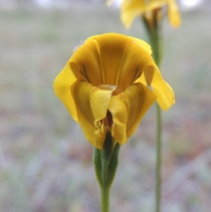 Goodenia pinnatifida at Bonython, ACT - 15 Oct 2014