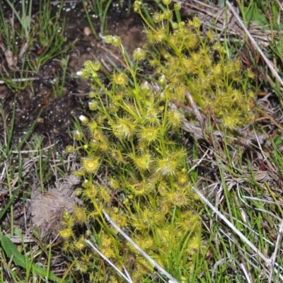 Drosera gunniana (Pale Sundew) at Pine Island to Point Hut - 15 Oct 2014 by michaelb