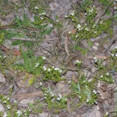 Asperula conferta (Common Woodruff) at Pine Island to Point Hut - 15 Oct 2014 by michaelb