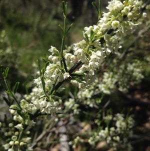 Discaria pubescens at Tuggeranong DC, ACT - 22 Oct 2014 12:33 PM