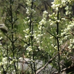 Discaria pubescens at Tuggeranong DC, ACT - 22 Oct 2014 12:33 PM