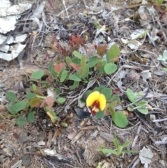 Bossiaea prostrata at Tuggeranong DC, ACT - 22 Oct 2014