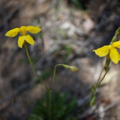 Goodenia pinnatifida (Scrambled Eggs) at Canberra Central, ACT - 22 Oct 2014 by AaronClausen