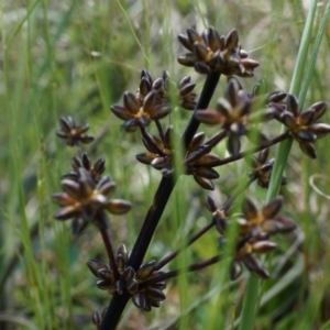 Lomandra multiflora at Canberra Central, ACT - 22 Oct 2014