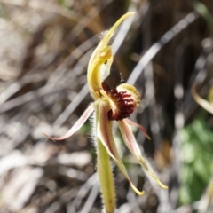 Caladenia actensis at suppressed - suppressed