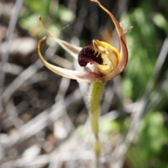 Caladenia actensis at suppressed - suppressed