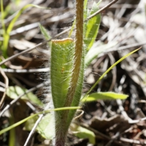 Caladenia actensis at suppressed - 22 Oct 2014