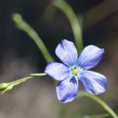 Linum marginale (Native Flax) at Majura, ACT - 22 Oct 2014 by AaronClausen